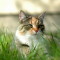 cats_of_palm_beach.jpg