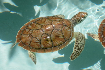 palm_beach_sea_turtles.jpg