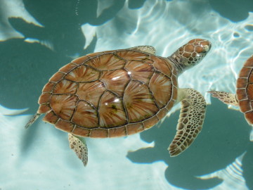 palm_beach_sea_turtles.jpg