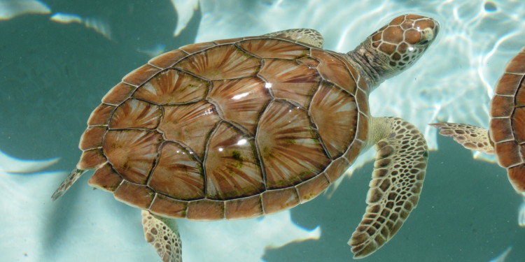 palm_beach_sea_turtles.jpg