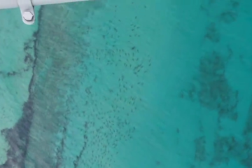 thousands_of_sharks_off_palm_beach.jpg