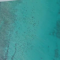 thousands_of_sharks_off_palm_beach.jpg