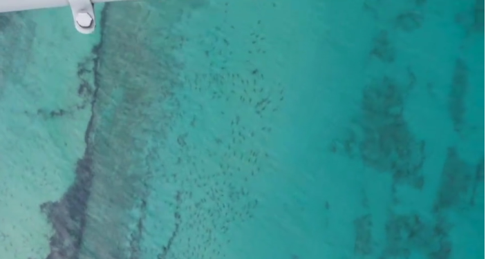 thousands_of_sharks_off_palm_beach.jpg