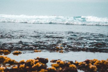 Palm Beach Faces Complaints About Seaweed