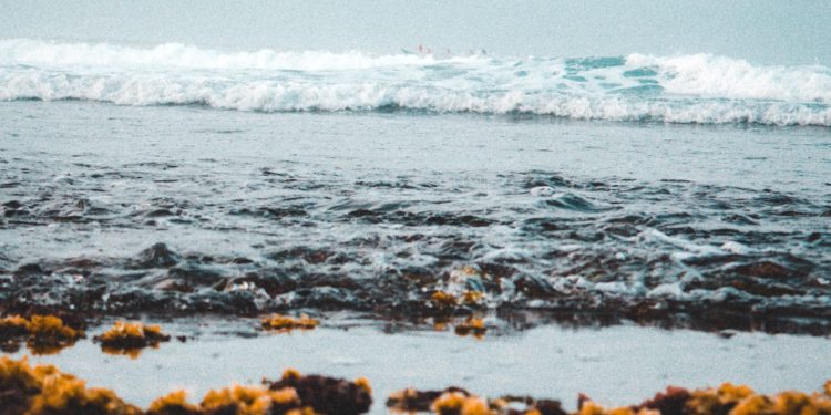 Palm Beach Faces Complaints About Seaweed