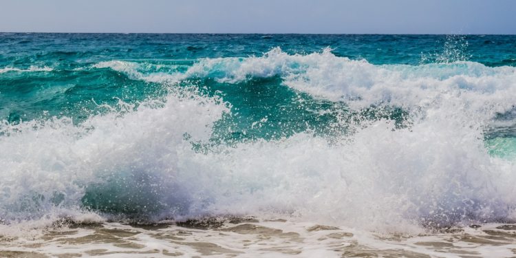 Seaweed Epidemic in Palm Beach County